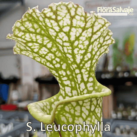 SARRACENIA LEUCOPHYLLA