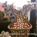 SARRACENIA LEUCOPHYLLA VAR. TARNOK