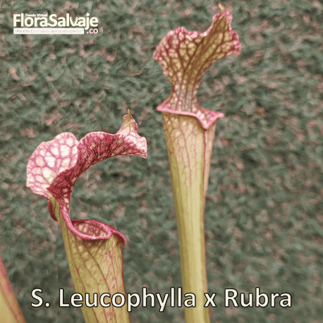 SARRACENIA LEUCOPHYLLA X RUBRA