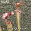 SARRACENIA LEUCOPHYLLA X RUBRA