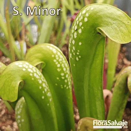 SARRACENIA MINOR