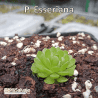 PINGUICULA ESSERIANA