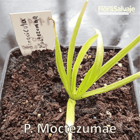 PINGUICULA MOCTEZUMAE