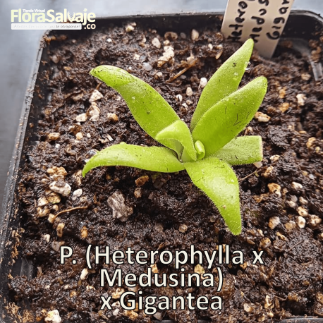 PINGUICULA (HETEROPHYLLA X MEDUSINA) X GIGANTEA