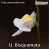 UTRICULARIA BISQUAMATA