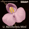 UTRICULARIA RENIFORMIS MINI
