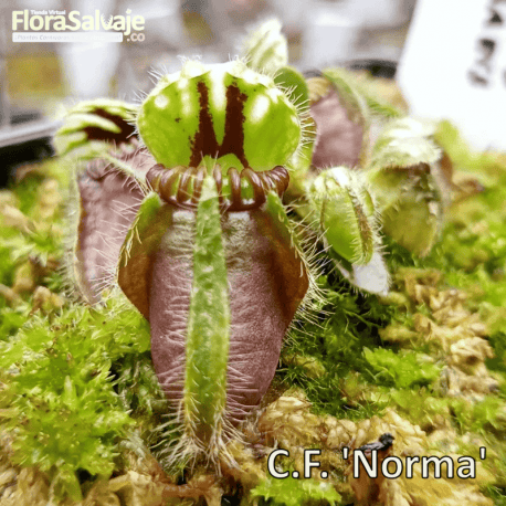 CEPHALOTUS FOLLICULARIS NORMA