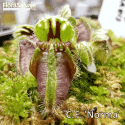 CEPHALOTUS FOLLICULARIS 'NORMA'