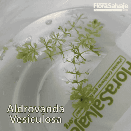 ALDROVANDA VESICULOSA
