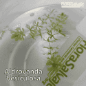 ALDROVANDA VESICULOSA