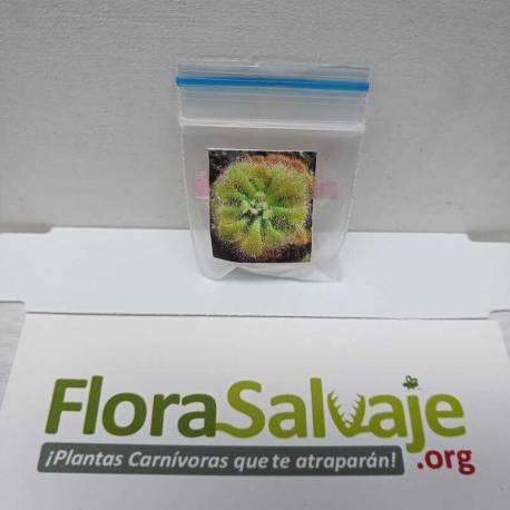 PACK DE SEMILLAS DE DROSERA DIELSIANA