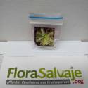 PACK DE SEMILLAS DE DROSERA VENUSTA 'ALBA' x 20 UND.