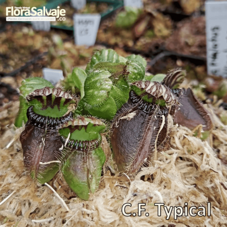 CEPHALOTUS FOLLICULARIS TYPICAL