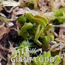D.M. GIANT CUDO