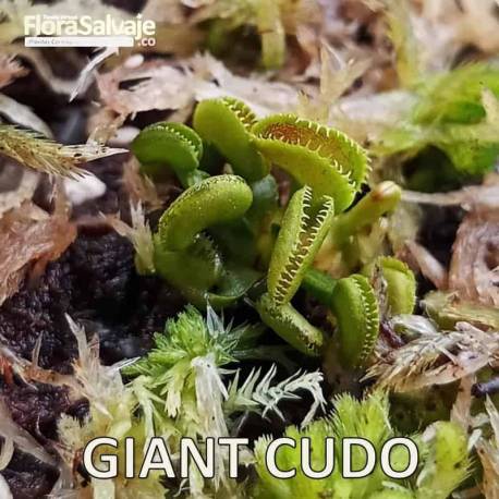 D.M. GIANT CUDO