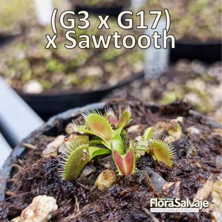 D.M. (G3 X G17) X SAWTOOTH