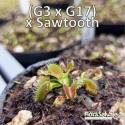 D.M. (G3 X G17) X SAWTOOTH