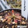 DROSERA OBLANCEOLATA