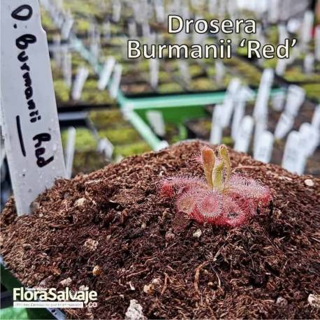 DROSERA BURMANII RED