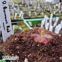 DROSERA BURMANII 'RED'