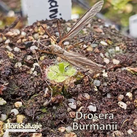 DROSERA BURMANII