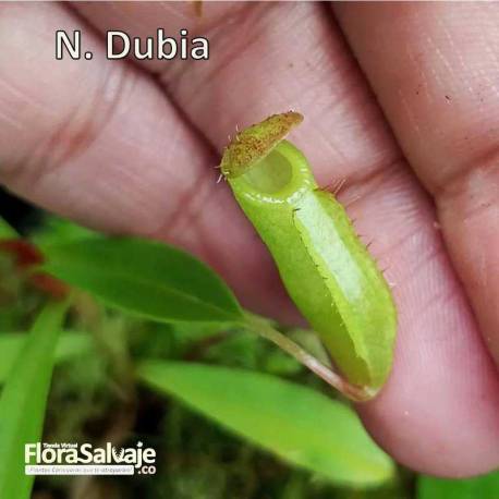 NEPENTHES DUBIA