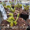 D.M. TYPICAL NATIVE (C.B.S.P)
