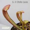 SARRACENIA X DIXIE LACE