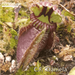 CEPHALOTUS FOLLICULARIS DANIELA