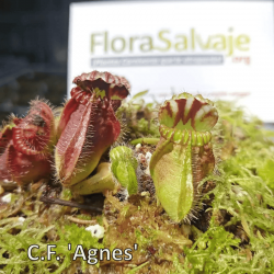 CEPHALOTUS FOLLICULARIS AGNES