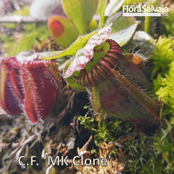CEPHALOTUS FOLLICULARIS 'MK CLONE'