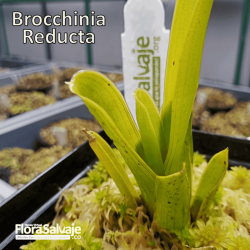 BROCCHINIA REDUCTA