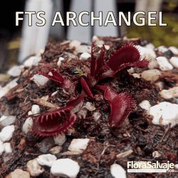 D.M. FTS ARCHANGEL