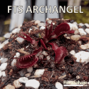 D.M. FTS ARCHANGEL