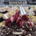 D.M. BOHEMIAN GARNET