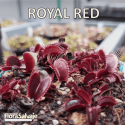 D.M. ROYAL RED