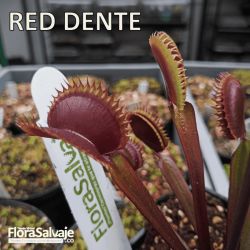 D.M. RED DENTE