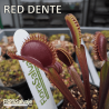 D.M. RED DENTE O RED DENTATE