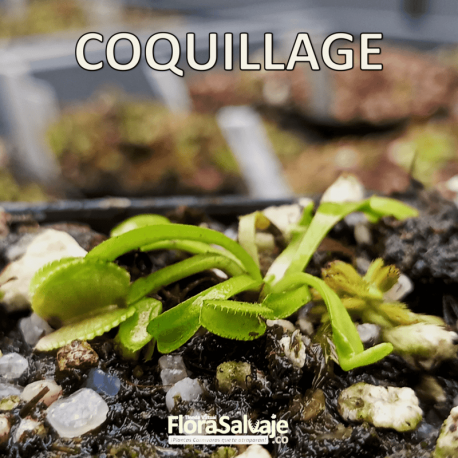 D.M. COQUILLAGE