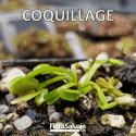 D.M. COQUILLAGE