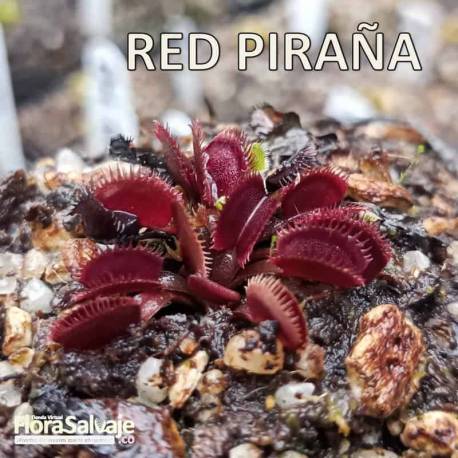 D.M. RED PIRANHA