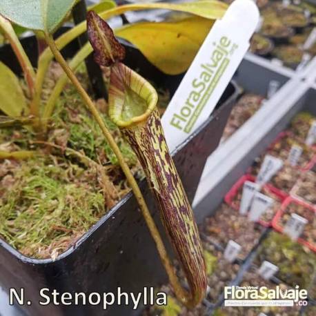 NEPENTHES STENOPHYLLA