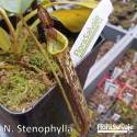 NEPENTHES STENOPHYLLA