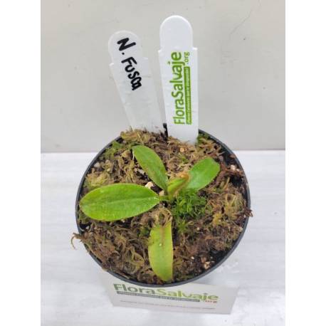 NEPENTHES FUSCA