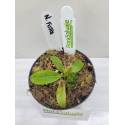 NEPENTHES FUSCA