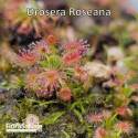 DROSERA ROSEANA