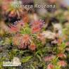DROSERA ROSEANA