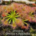 DROSERA OMISSA X PULCHELLA