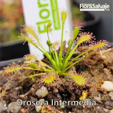 DROSERA INTERMEDIA