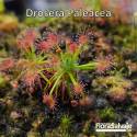 DROSERA PALEACEA